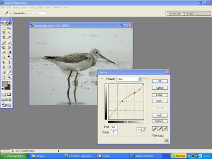 Digiscopie : traitement Photoshop