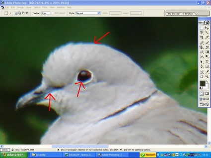 Digiscopie : image brute avec chromatisme