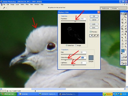 Digiscopie : traitement Photoshop