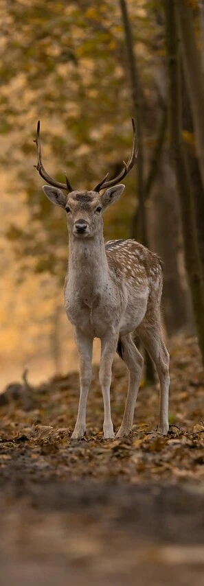 paysage de montagnes