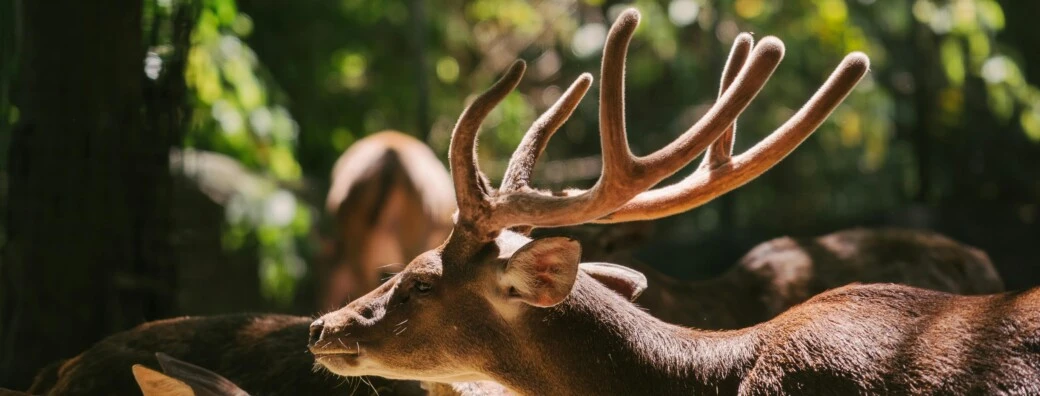 oiseau qui vole dans le ciel